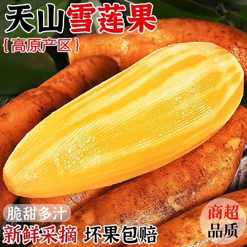 【低糖】云南天山雪莲果1斤5斤9斤脆甜多汁现挖新鲜水果4