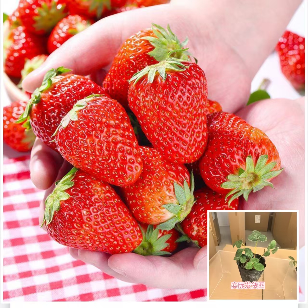 四季结果草莓苗盆栽奶油草莓种苗秧苗地栽原盆原土草莓苗四季结果