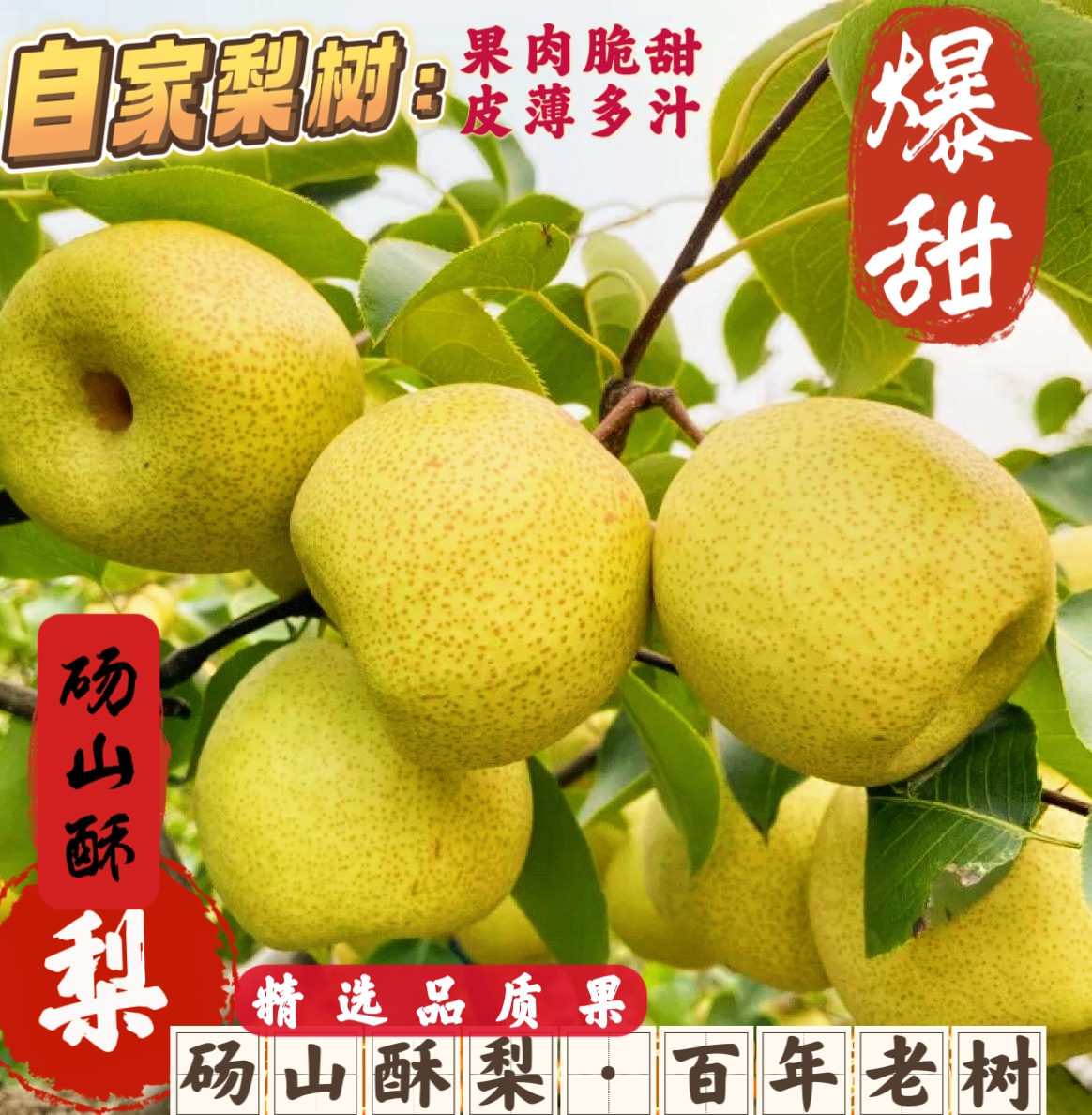 【顺丰包邮】百年老树砀山酥梨皮薄多汁脆甜无渣新鲜水果砀山梨