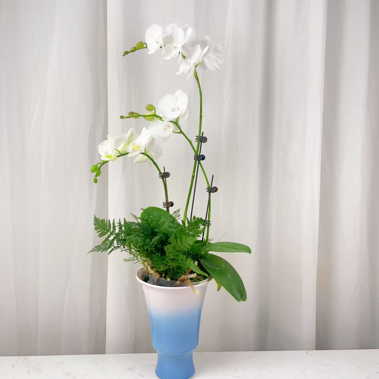 桦艺花卉【天使】蝴蝶兰轻 奢 绿植花卉艺术高级盆栽植株好养