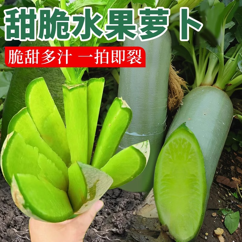 沙窝水果萝卜种子青萝卜种籽四季可种植庭院易成活易种植蔬菜种孑