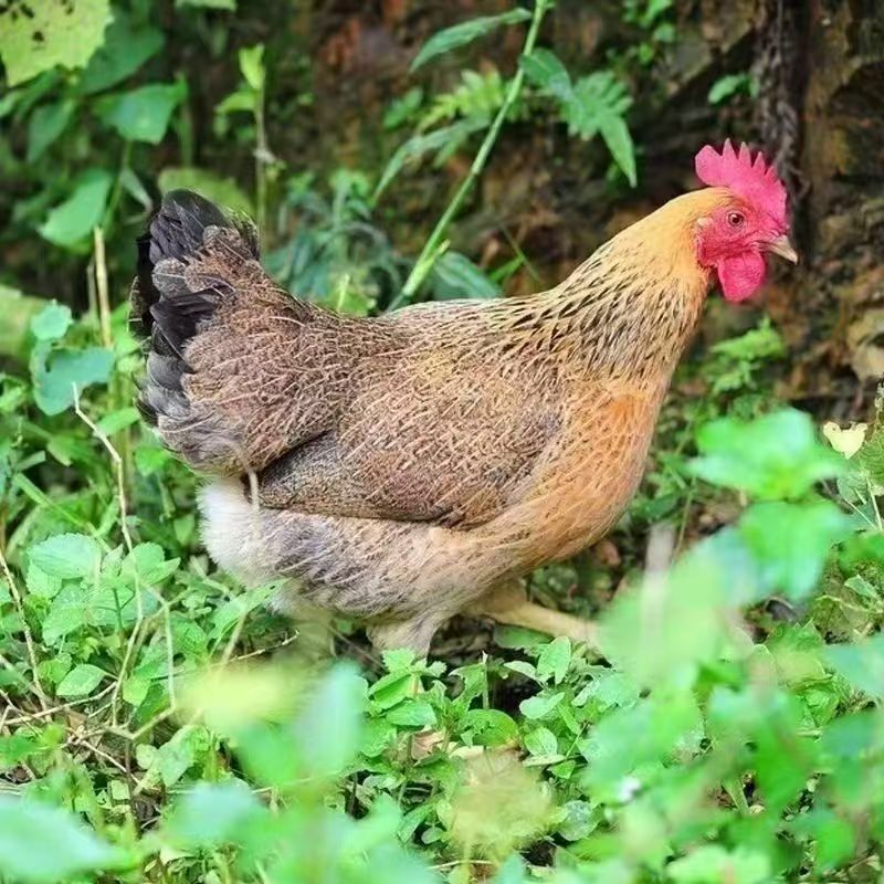 宠物鸡长尾鸡单只2斤左右顺丰发货F1