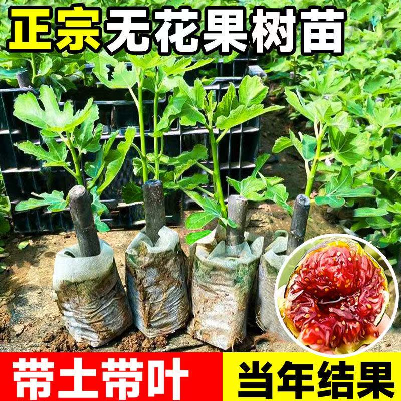 无花果树苗波姬红芭劳奈大果新品耐寒耐旱盆栽南北方种植当年结果