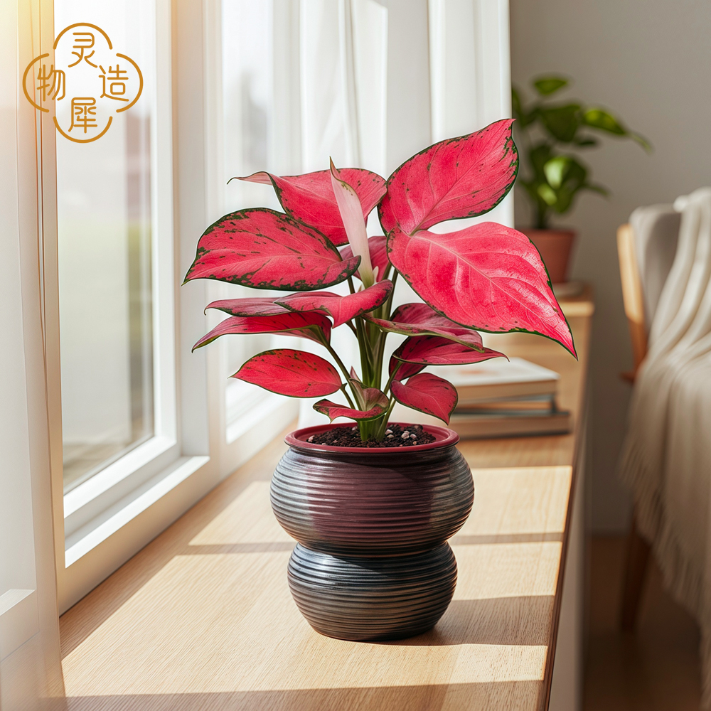 【灵犀物造】土培如意皇后盆栽吉祥如意懒人易养绿植室内办公室植物