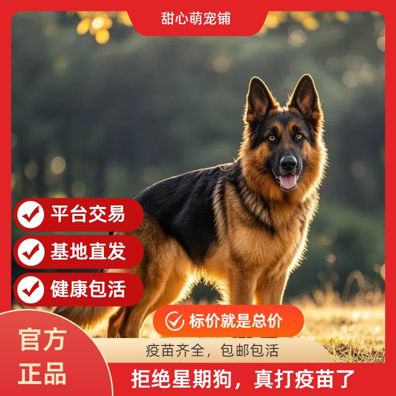 纯种德牧幼犬牧犬血统警犬黑背赛级弓背狼狗等国牧羊犬看家正宗