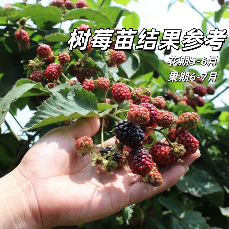 树莓苗黑树莓苗覆盆子苗黄红树莓蓝莓苗南方北方盆栽地栽果树苗