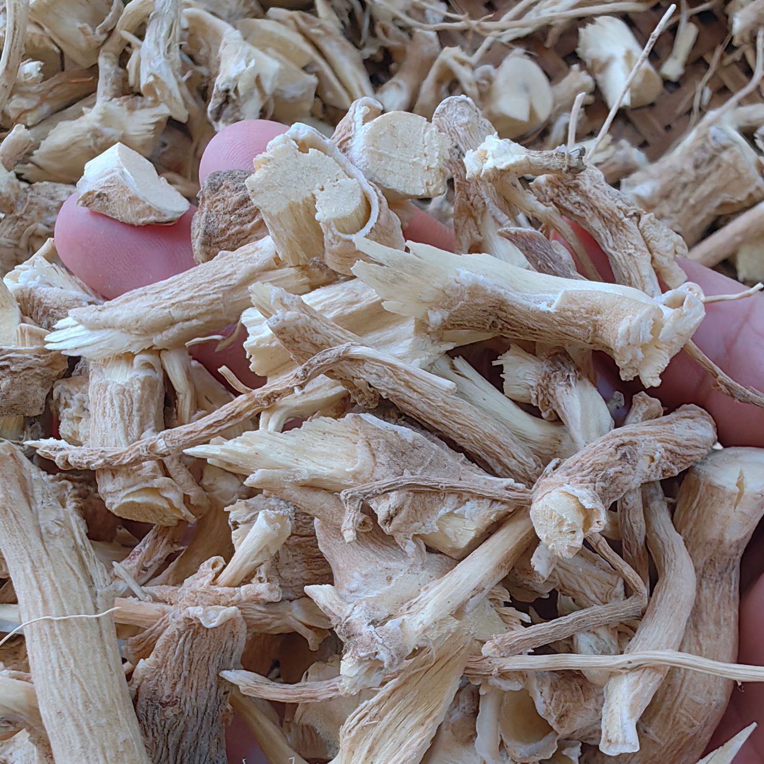 【自产自销 根部】新鲜干货 黄花参 黄花倒水莲 观音串 倒吊黄