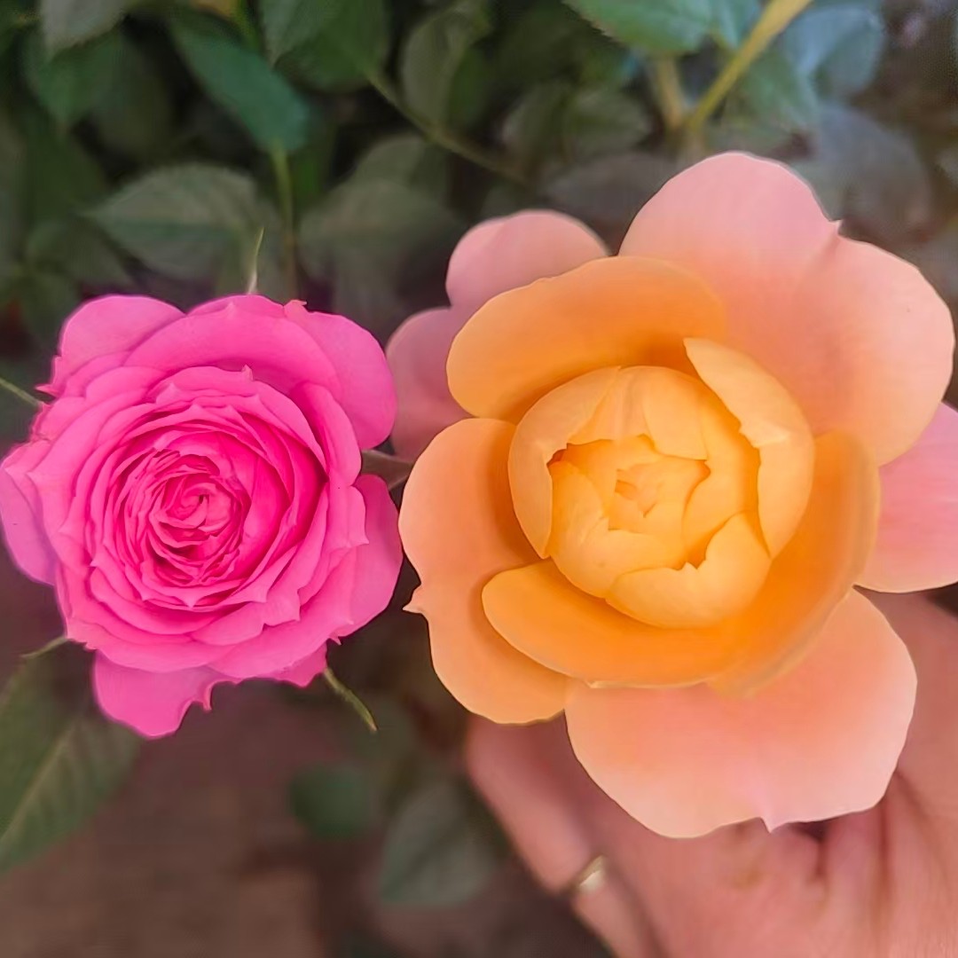 “双十一”超值2盆福利（果汁阳台+淑女）基地直发庭院，阳台四季开