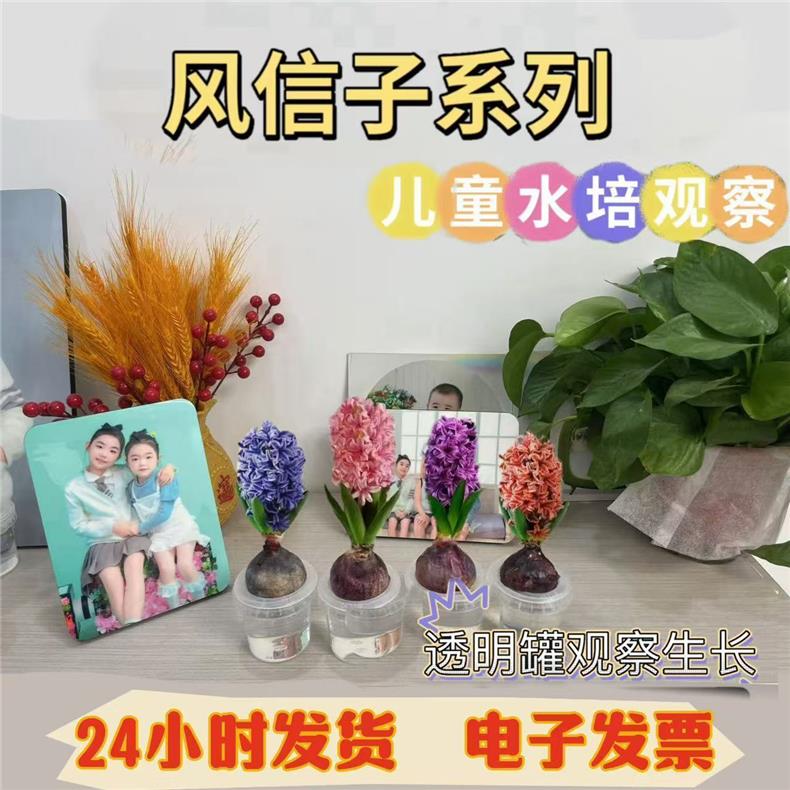 儿童观察植物观察风信子绿植开花浓香小学生观察植物推荐室内盆栽