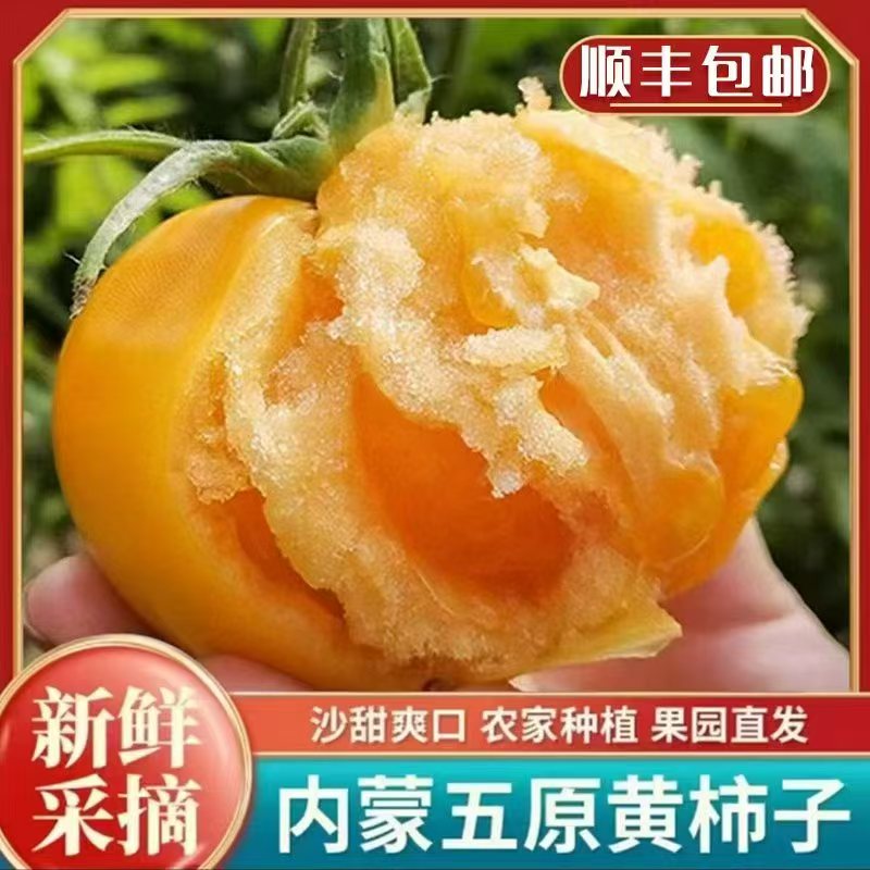 （顺丰包邮）内蒙古五原黄色西红柿黄柿子净重6斤自然成熟