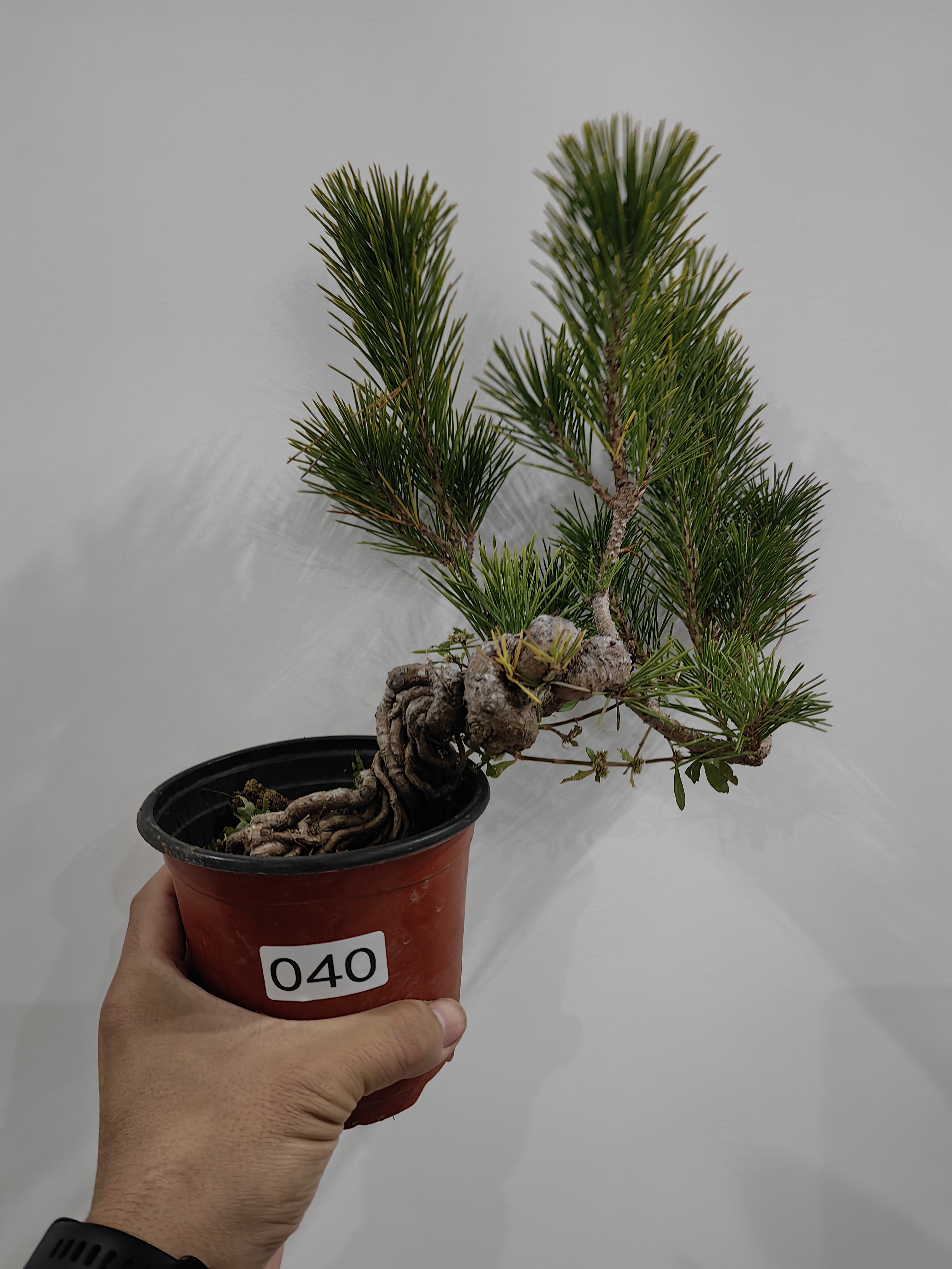 耐寒四季常青矮霸提根黑松盆景阳台室内绿植盆栽