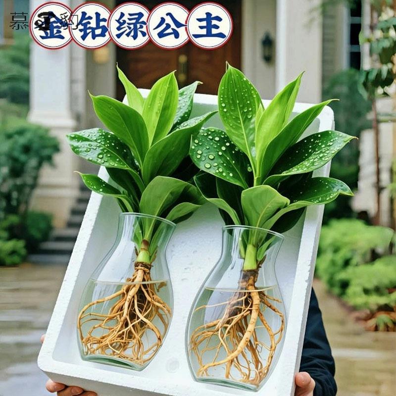 大金钻盆栽水培植物花室内桌面大叶绿公主净化空气吸谋醛水培绿植