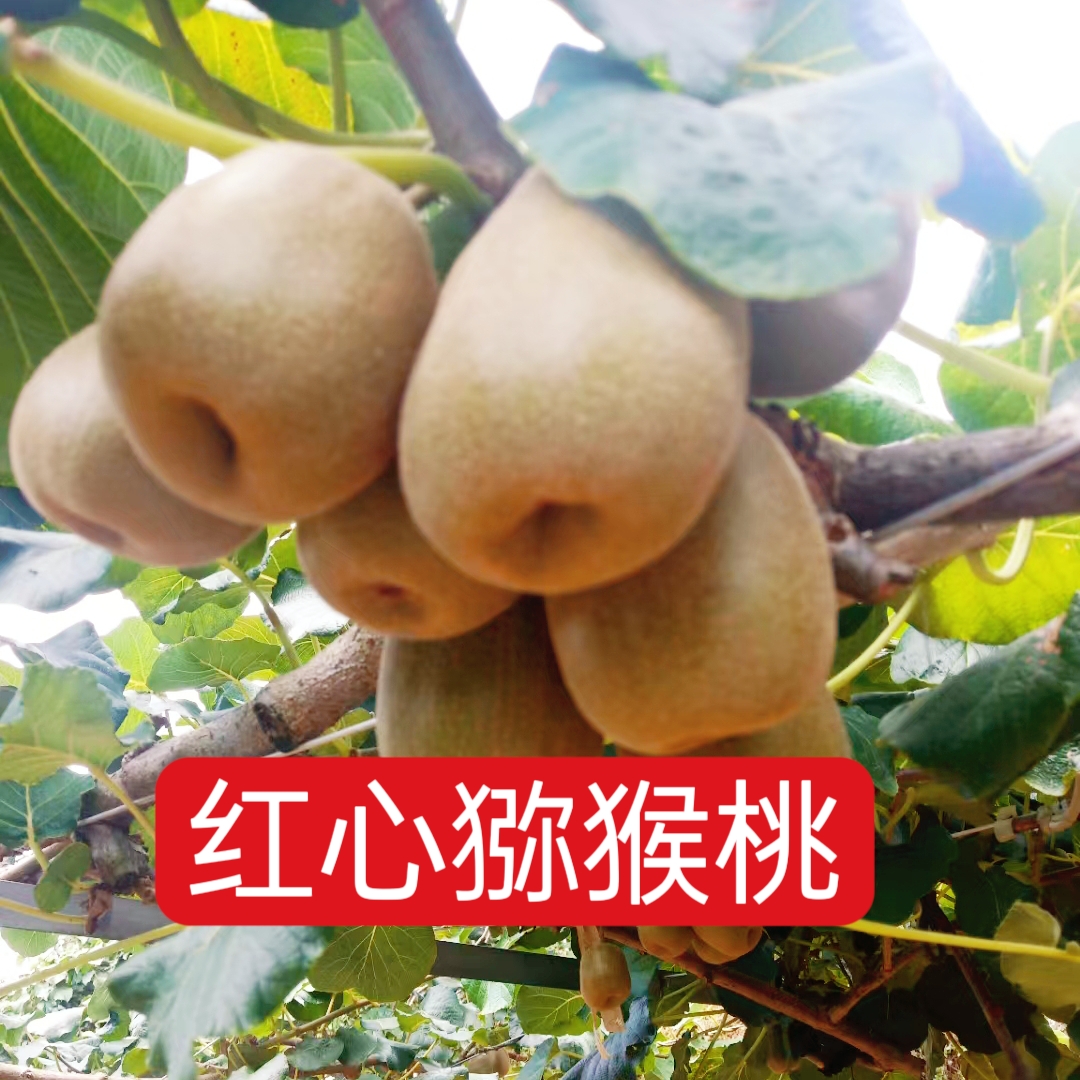 江西赣南猕猴桃新鲜现摘香甜可口当季水果红心猕猴桃