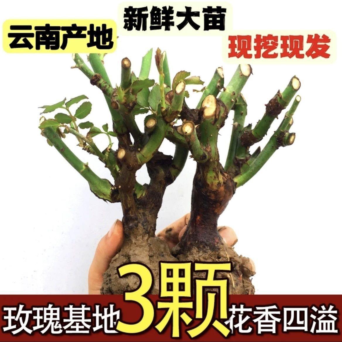 云南直发10棵玫瑰花苗树苗月季老桩红玫瑰黑巴克老根四季开花浓香