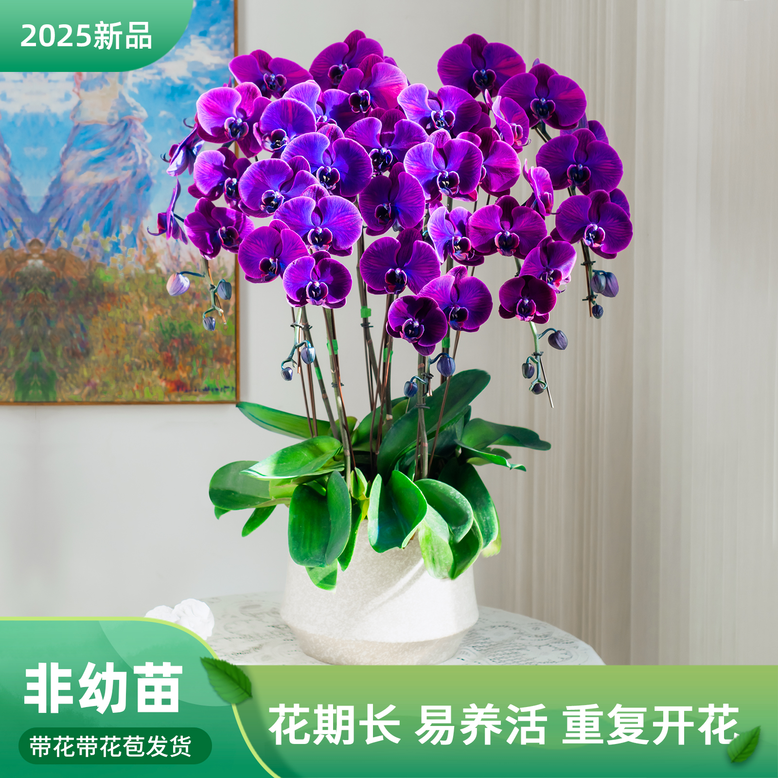 精品蝴蝶兰马卡龙黑曜石室内花卉盆栽新年礼物客厅前台蝴蝶兰盆栽