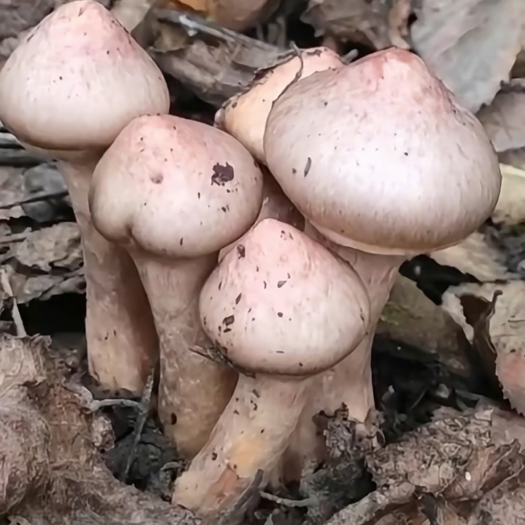 红蘑丁松树伞肉蘑东北特产精品野生蘑菇自然晾晒干货新货