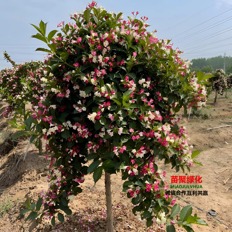 五彩锦带花树苗高杆庭院耐寒大型风景盆栽红王子五彩锦带花树