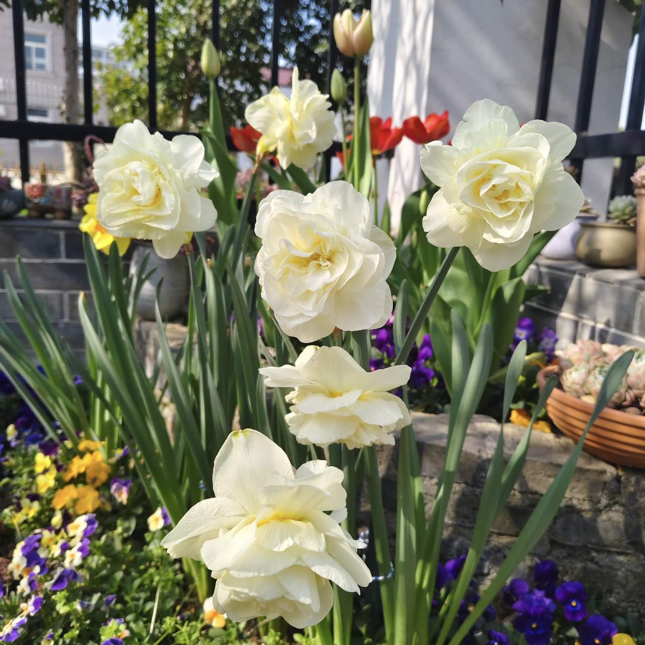 奥布丹重瓣洋水仙种球盆栽新手易养护爆花强发货快