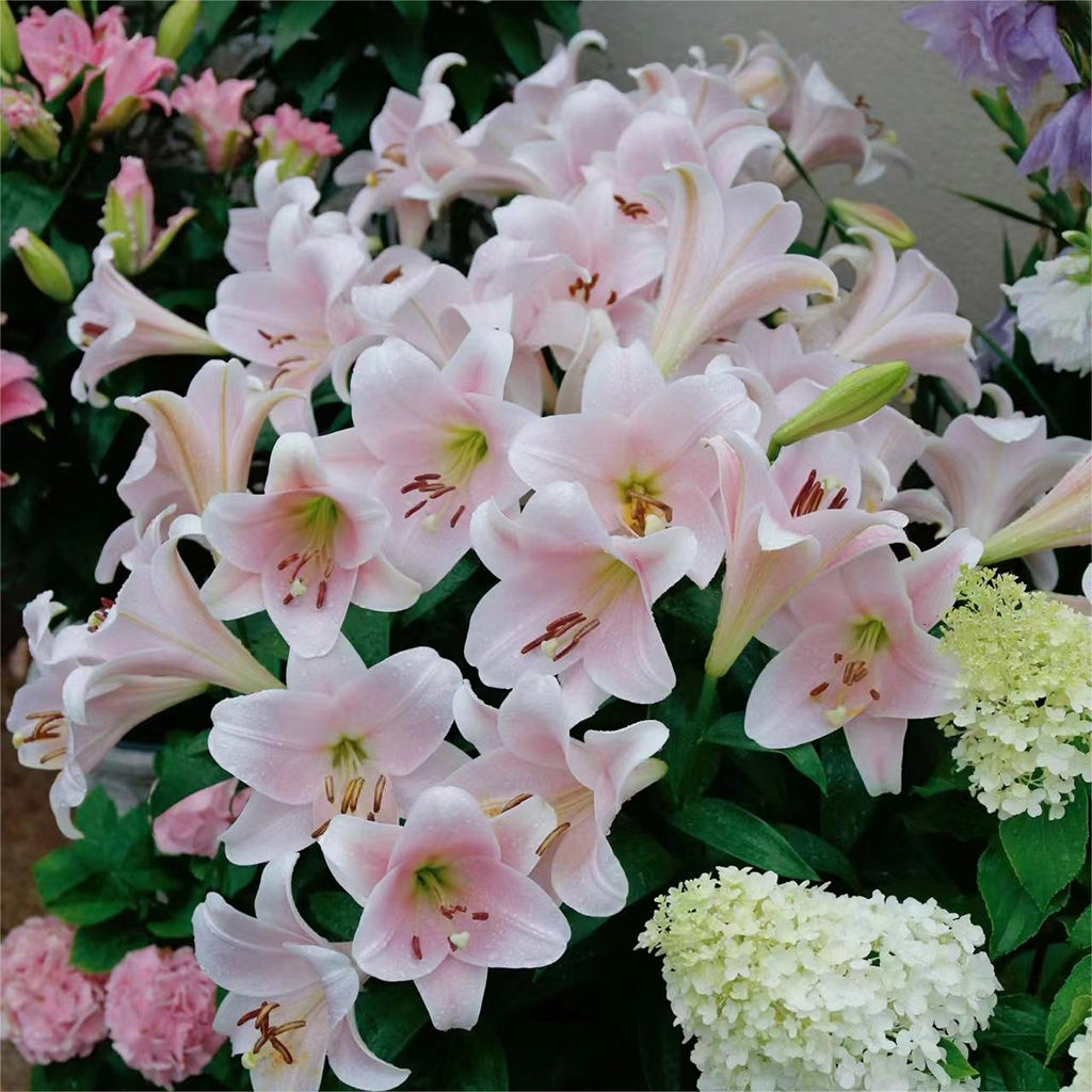 花自开百合种球东方香水百合LO铁炮百合花大浓香耐热耐寒多年生