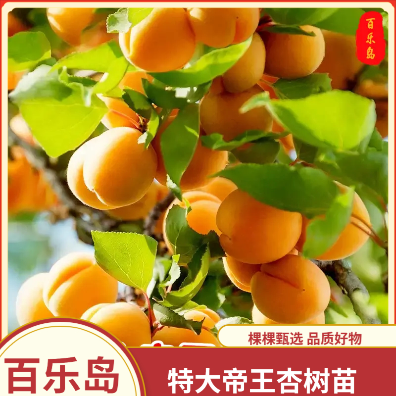 【特大帝王杏树苗】果树苗巨蜜王杏树苗南北方庭院四季种植杏树苗