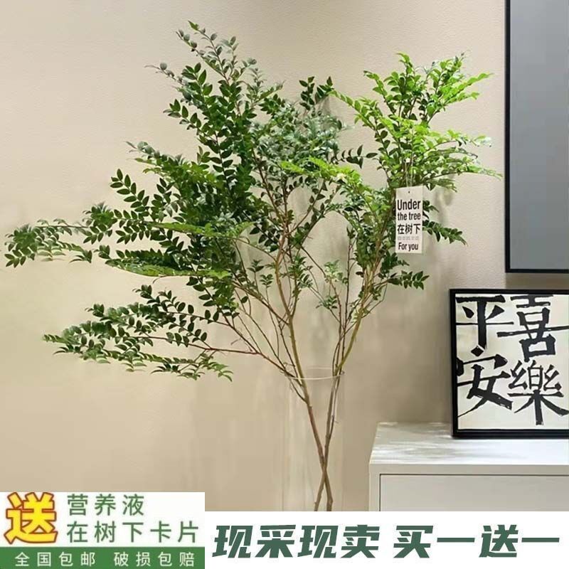 美男树水培绿植办公室内客厅软装装饰过年年宵花开花植物买一送一