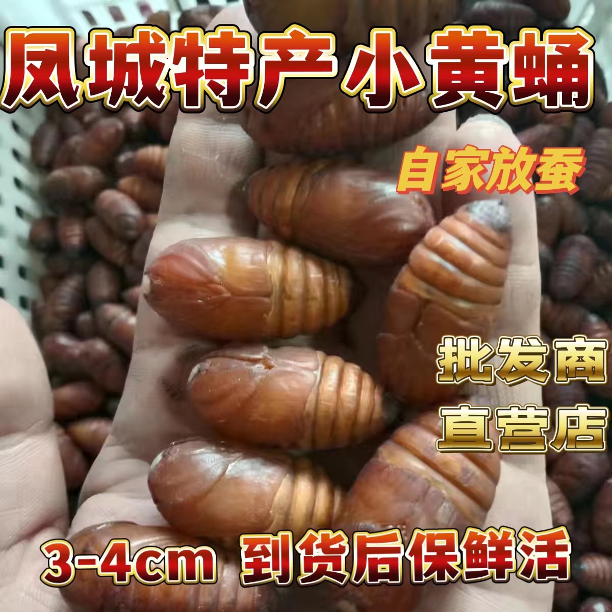 辽宁凤城鲜活小黄蛹3-4厘米柞蚕蚕蛹顺丰包邮