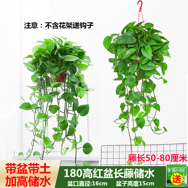 长藤绿萝盆栽室内客厅除甲醛净化空气好养易活绿植物花卉吊兰绿箩