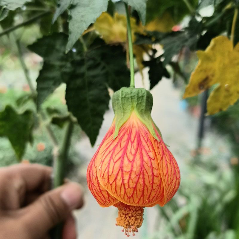 纹瓣悬铃花棒棒糖型木本灯笼花风铃花阳台倒挂金钟垂吊钟花卉庭院