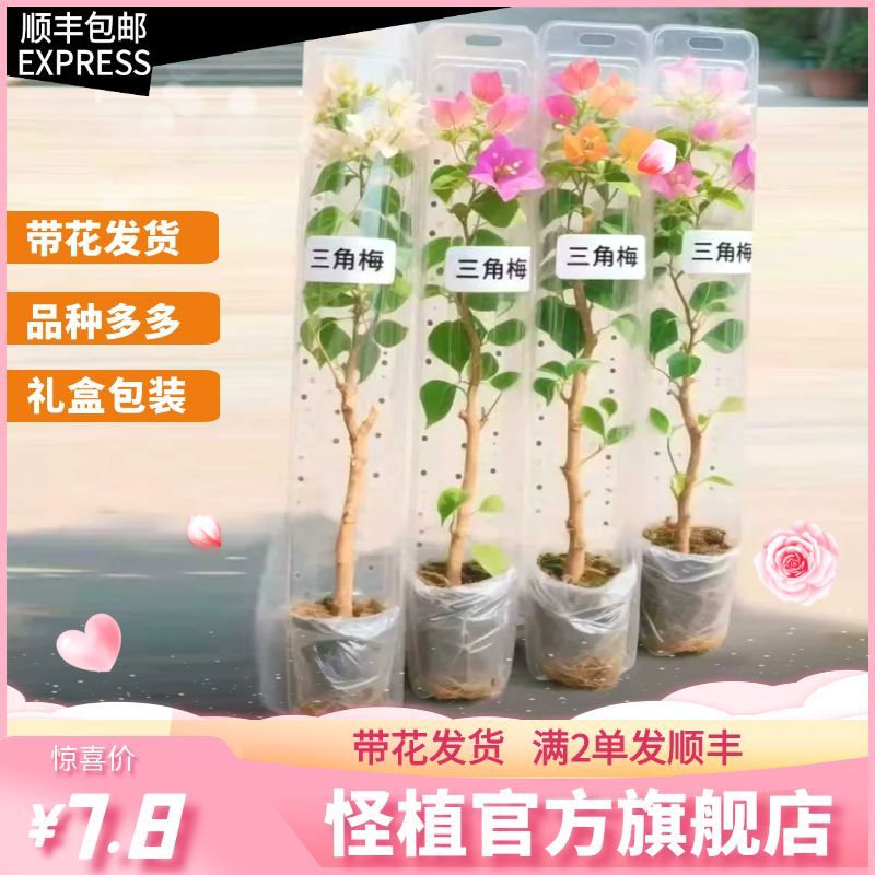 【满2单发顺丰】三角梅苗带花发货稀有勤花品种花卉绿植四季开花