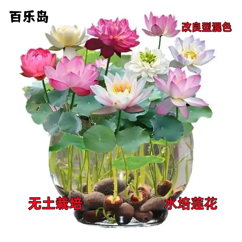 【水培莲子】盆栽无土水培莲花四季开花水养赠营养液