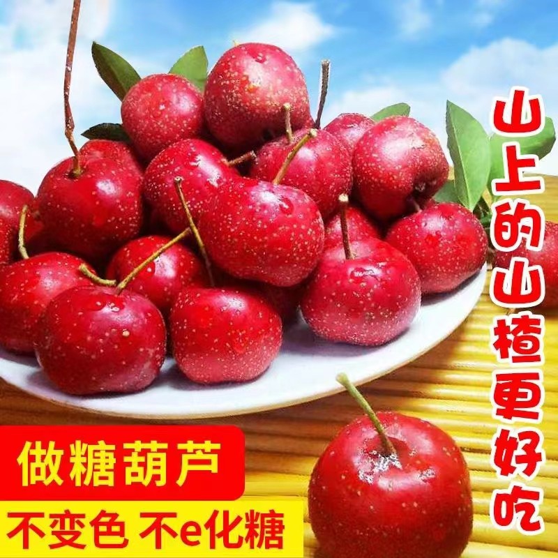 新鲜山楂果特级大果糖葫芦原料自然成熟山里红果大金星大五棱
