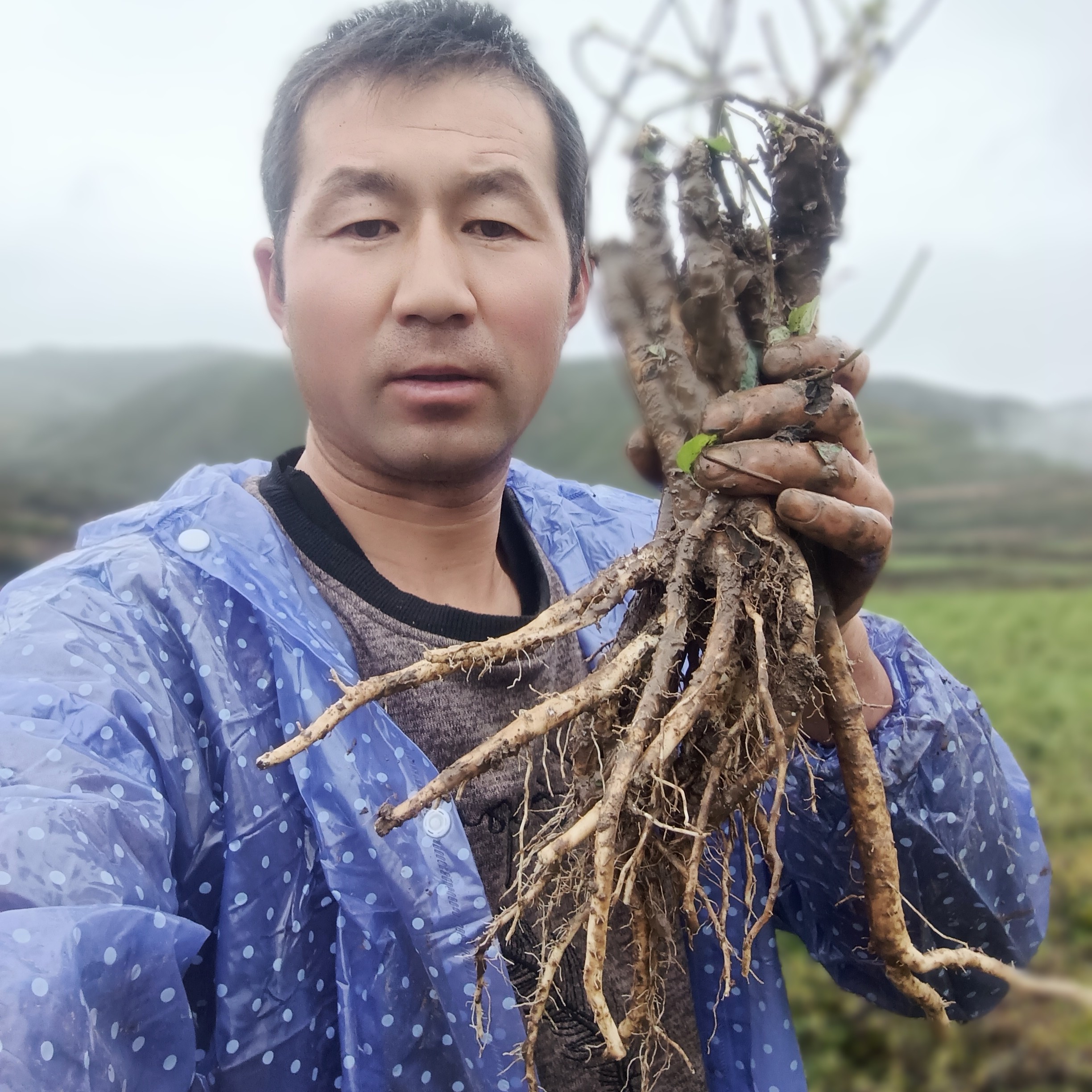 甘肃岷县白条党参新鲜党参新鲜采挖鲜党参炖汤泡酒