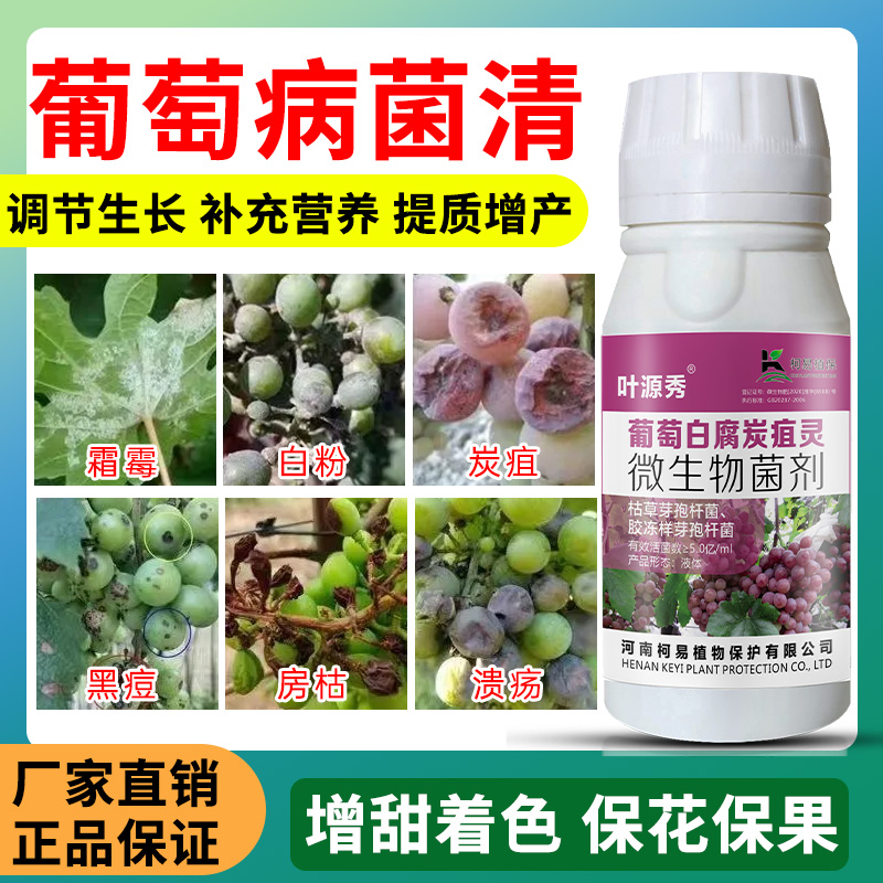 葡萄病菌清葡萄白粉葡萄炭疽黑痘酸腐白腐配方升级正品微生物菌剂