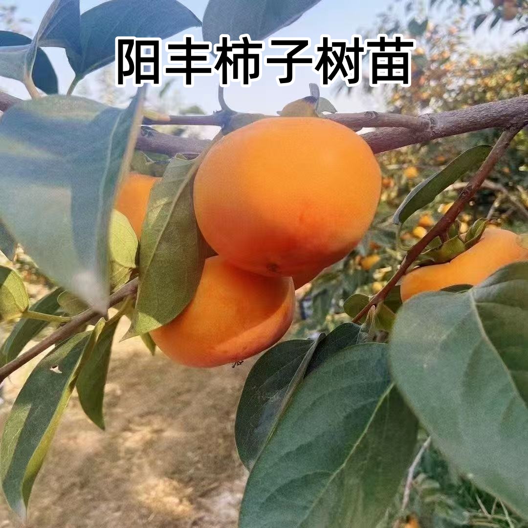 嫁接阳丰柿子果树苗南北方庭院种植柿子树苗盆栽地栽耐寒柿子树苗