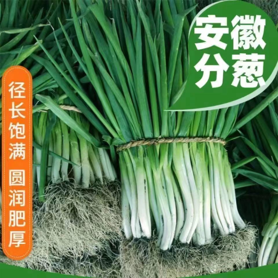安徽分葱现挖现发可种植新鲜蔬菜