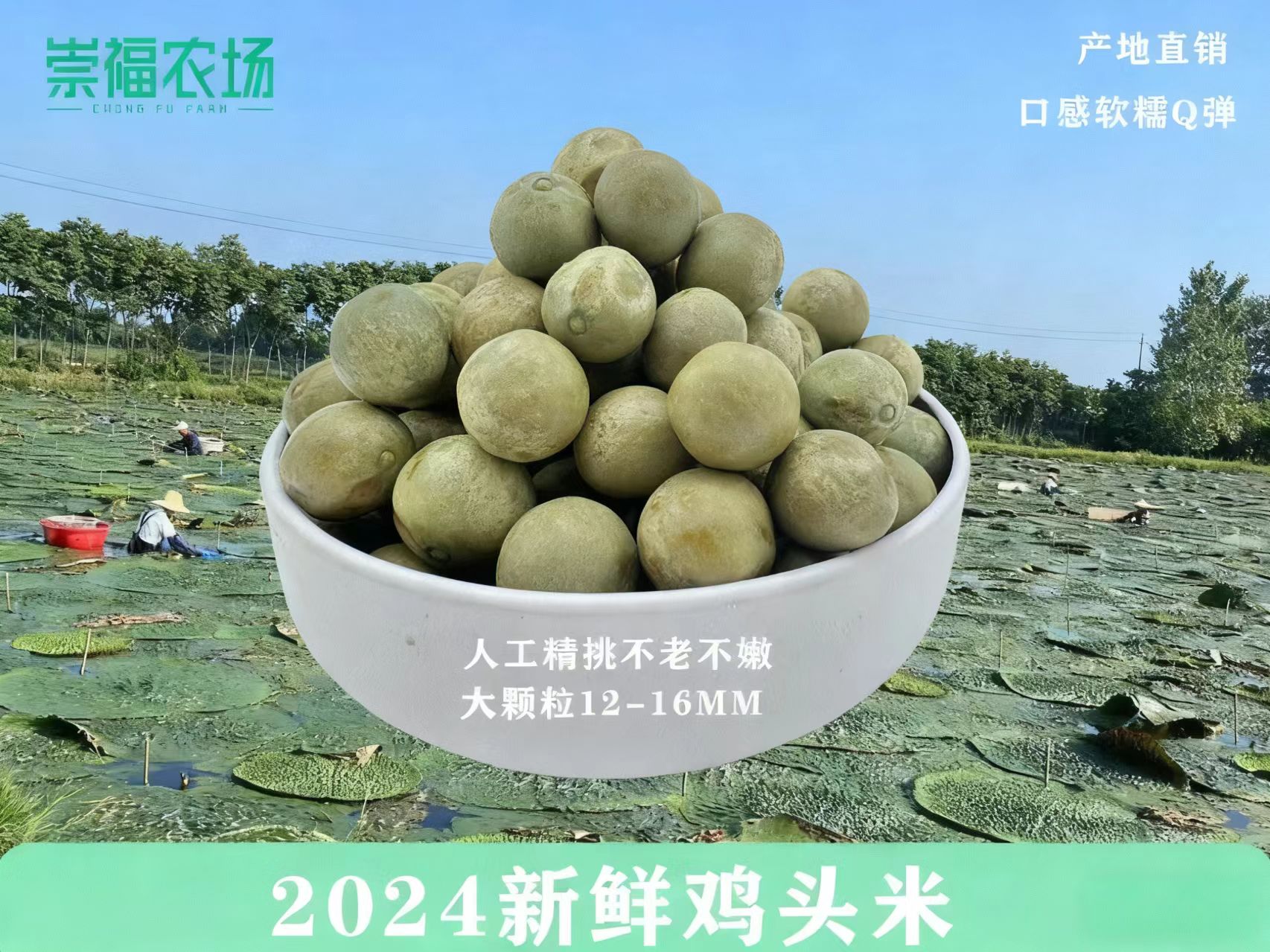 【加油吖专属】包邮潢川特产2025新鲜鸡头米12-14特大果鸡头果