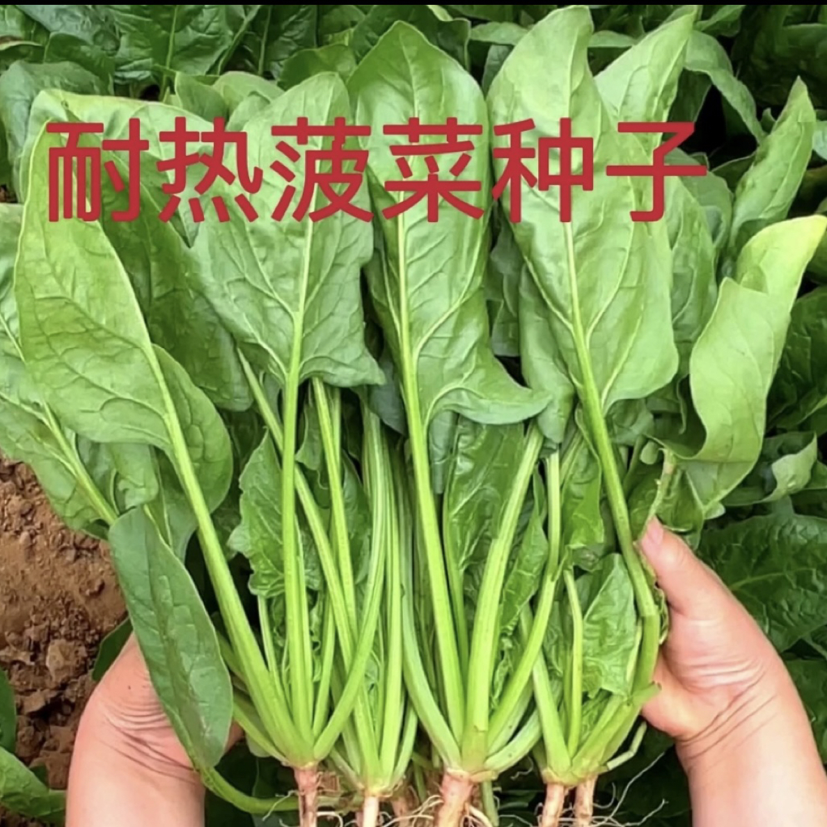 黄叶大叶波盆栽波菜