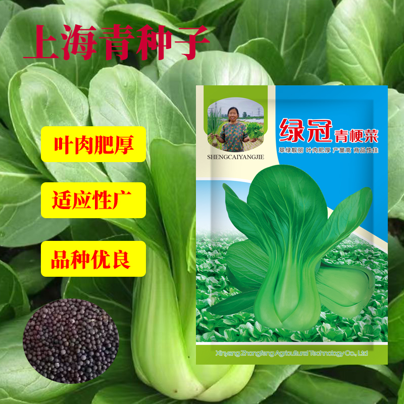 【杨姐推荐】绿冠青梗菜上海青种籽青菜小白菜阳台盆栽易种