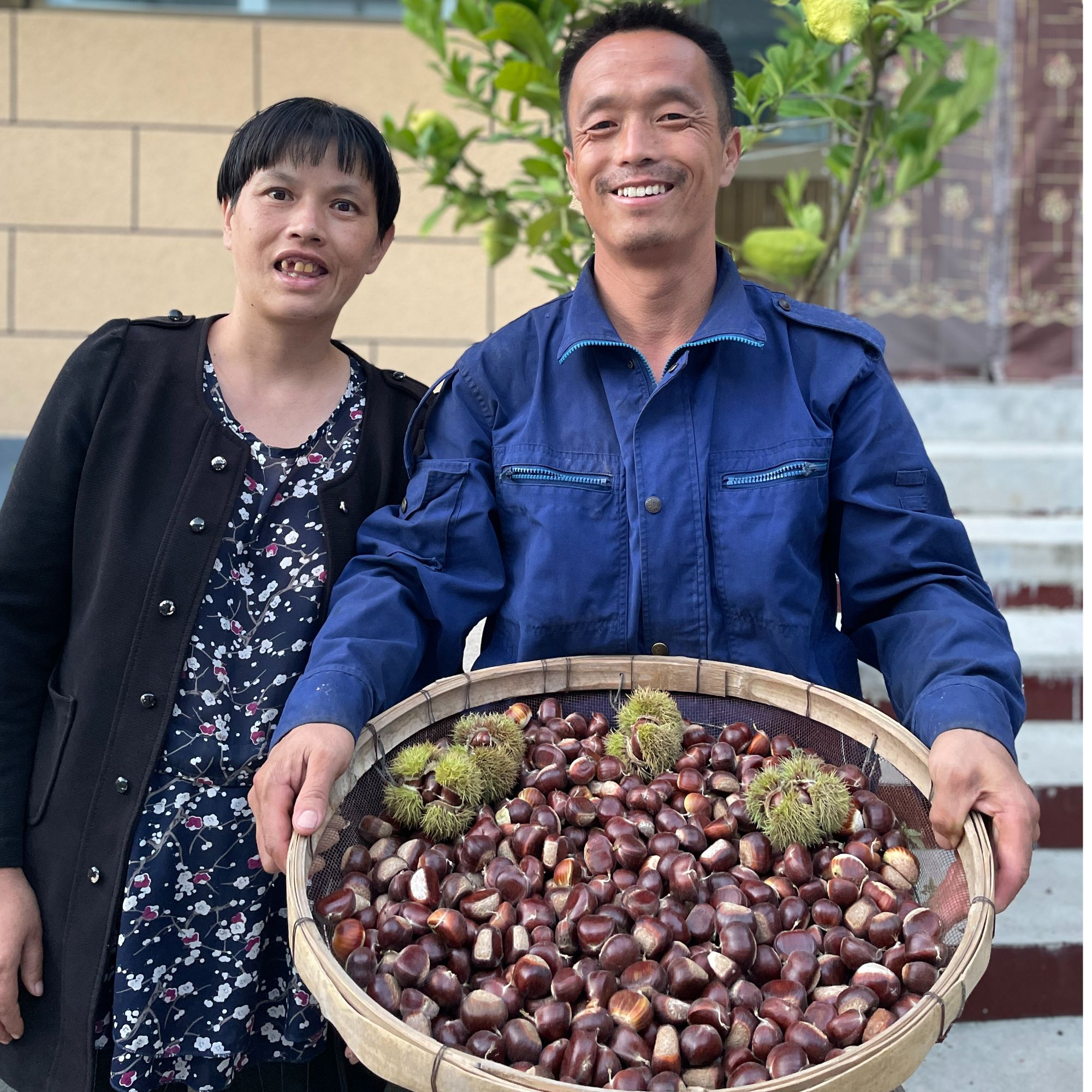 2025年新鲜生板栗河北迁西栗子燕山老树3斤5斤10斤包邮坏果包赔