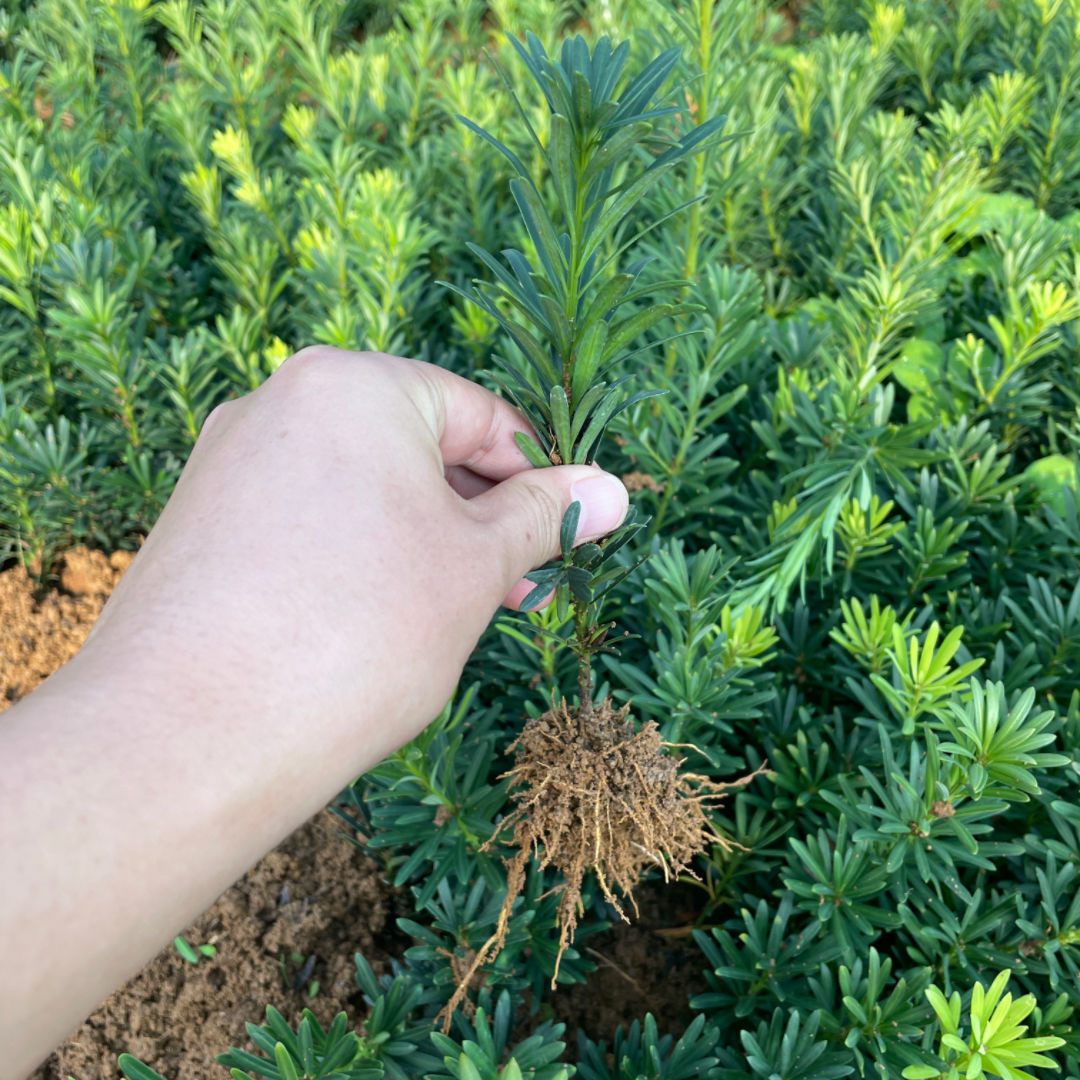 正宗米叶小叶罗汉松树苗四季常绿阳台盆栽室内盆景庭院畅销绿植