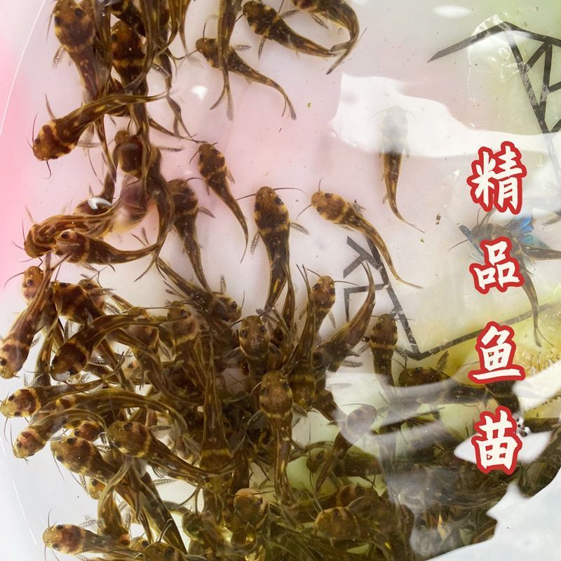 黄辣丁 水族活体鱼