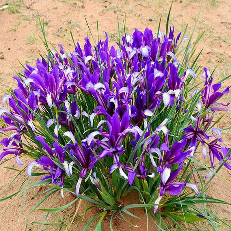 马兰花多年生耐寒耐热