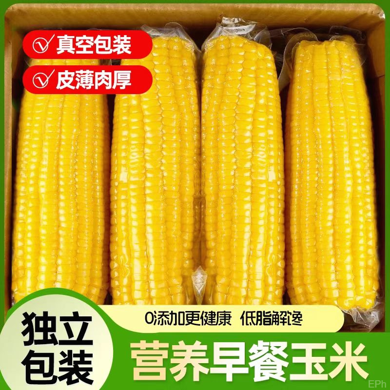 【新疆直发】知春寒有机黄糯玉米真空包装非转基因甜水果玉米早餐