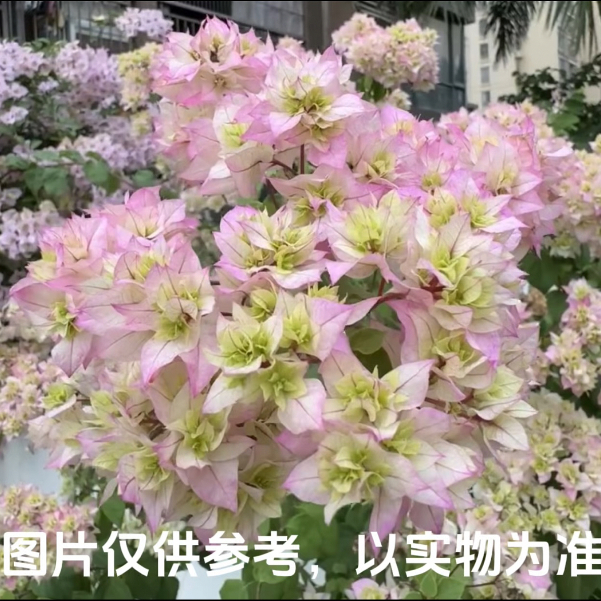 【重瓣绿】怡景三角梅花卉勤花四季开花基地直发