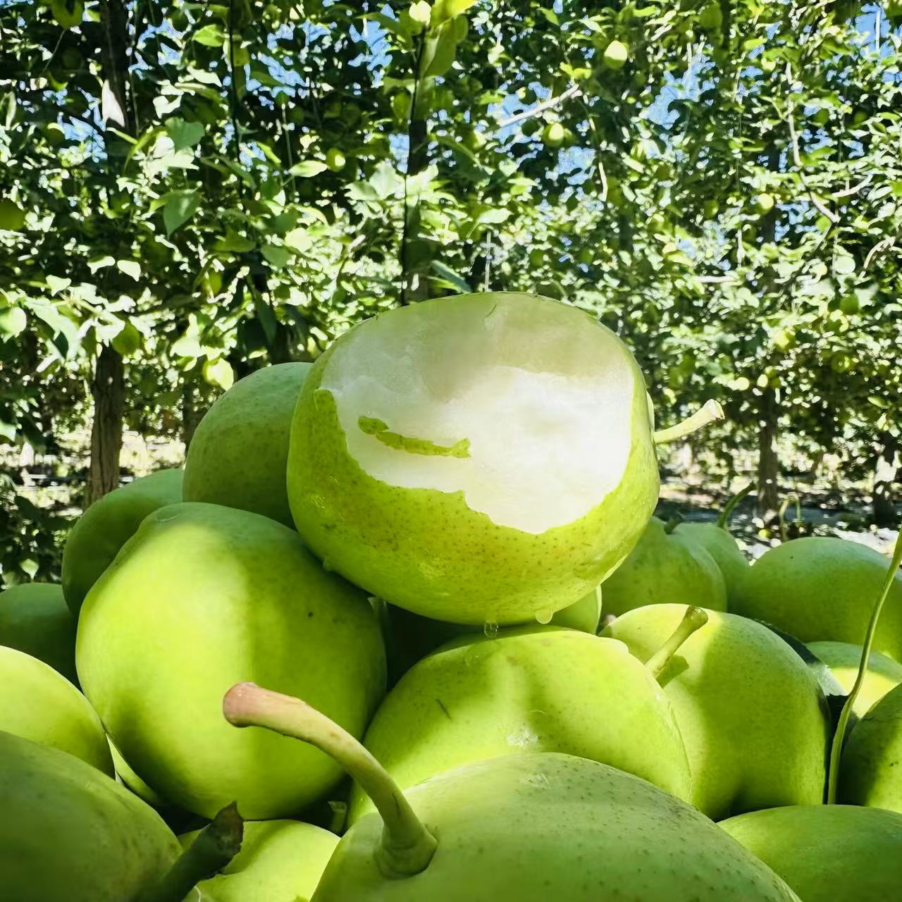 甘肃特产景泰早酥梨当季水果新鲜水果脆甜薄皮多汁现摘