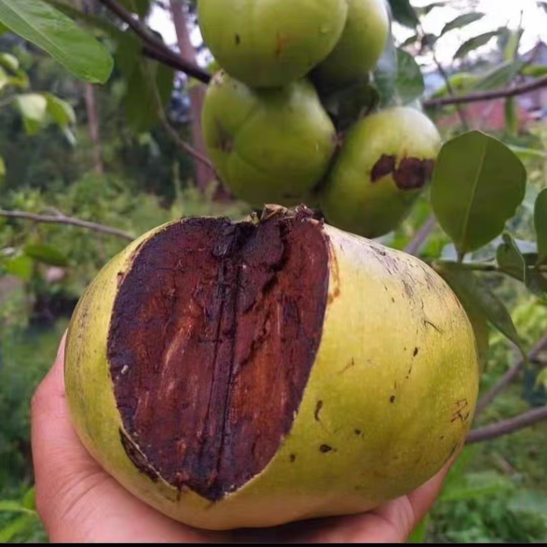 黑杮黑柿子巧克力布丁果软糯香甜巧克力柿子油甘果正宗