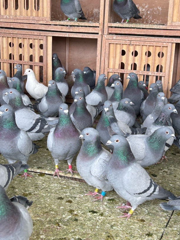 自家养的种鸽一只