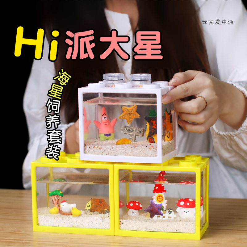 【海星饲养套餐】 饲养套装套盒～海星宠物套装饲养盒派大星活体萌宠