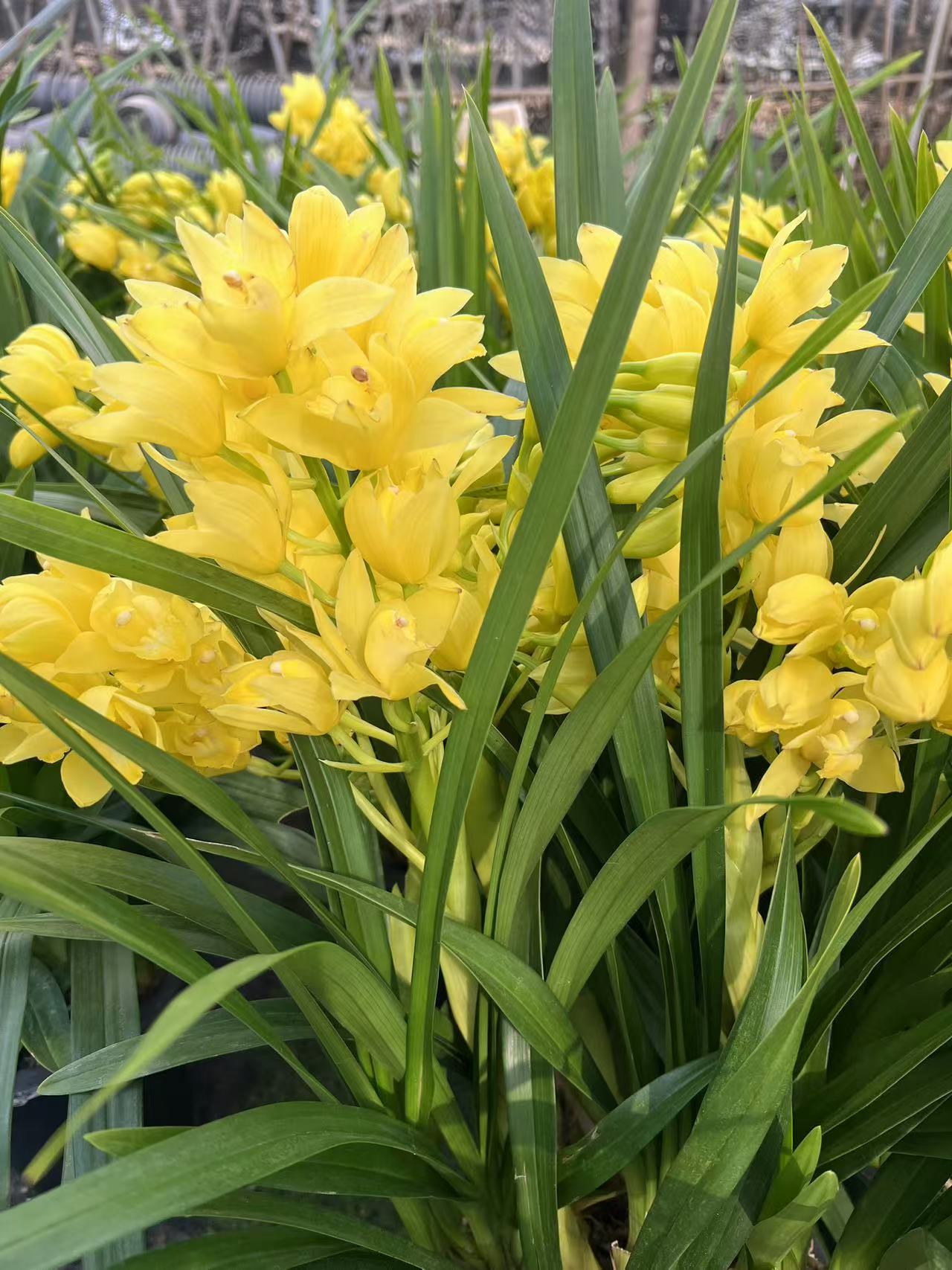 （一物一拍）大花蕙兰各种花色基地直发