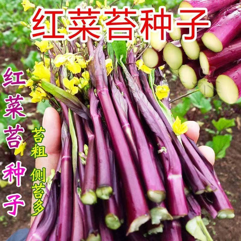 【十月红菜苔种子】改良高产过冬蔬菜春季秋季种植阳台抗病寒种籽